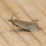 49.160 - Celypha rufana