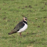 Lapwing