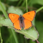 Butterflies