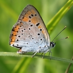 Large Copper