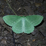 70.299 - Large Emerald