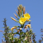 Large-flowered Evening-primrose
