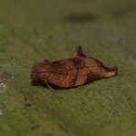 49.013 - Archips podana