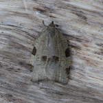 49.029 - Lozotaenia forsterana