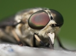 Horseflies