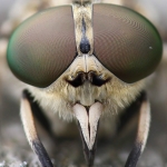 Flies
