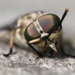 Large Marsh Horsefly