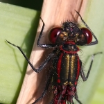 Damselflies