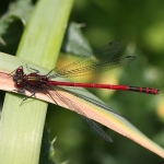 Large Red Damselfly