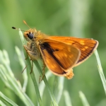 Large Skipper