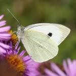 Large White