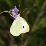 Large White