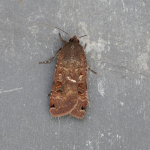 73.342 - Large Yellow Underwing