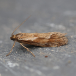 29.002 - Diurnea lipsiella