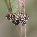 Latticed Heath