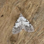 74.004 - Least Black Arches