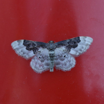 70.004 - Least Carpet