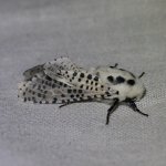 Cossidae