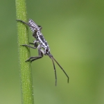 Meadow Plant Bug