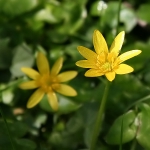 Lesser Celandine