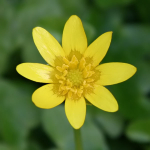 Wild Flowers