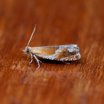49.204 - Ancylis obtusana