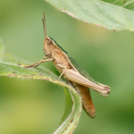 Lesser Marsh Grasshopper