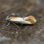 28.015 - Batia lunaris