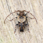 Lesser Thorn-tipped Longhorn Beetle
