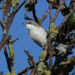 Lesser Whitethroat
