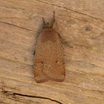 73.345 - Lesser Yellow Underwing