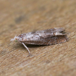 49.275 - Eucosma conterminana