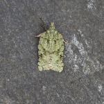 Tortricidae