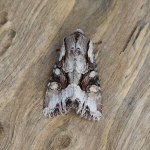 73.263 - Light Brocade