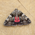 72.082 - Light Crimson Underwing