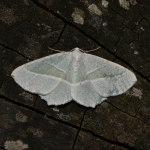 70.283 - Light Emerald