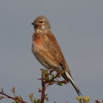 Linnet