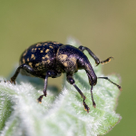 Liparus germanus