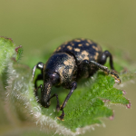 Weevils