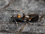 Momphidae