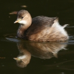 Little Grebe