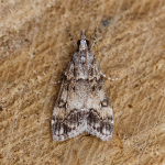 63.067 - Eudonia lacustrata