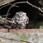 Little Owl