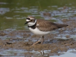 Little Ringed Plover