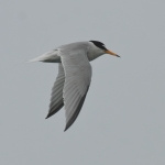 Little Tern