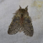71.009 - Lobster Moth