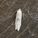 41.003 - Blastobasis lacticolella