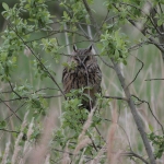 Long-eared Owl