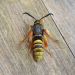 52.003 - Lunar Hornet Moth