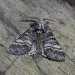 71.011 - Lunar Marbled Brown